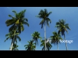 Palm trees on Phi Phi 3346